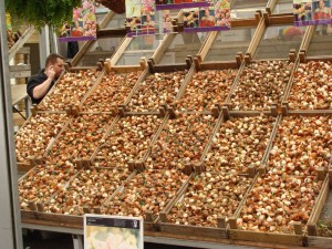 Bulbs for sale in the Floating Flower Market