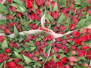 Tulips for sale at the Floating Flower Market