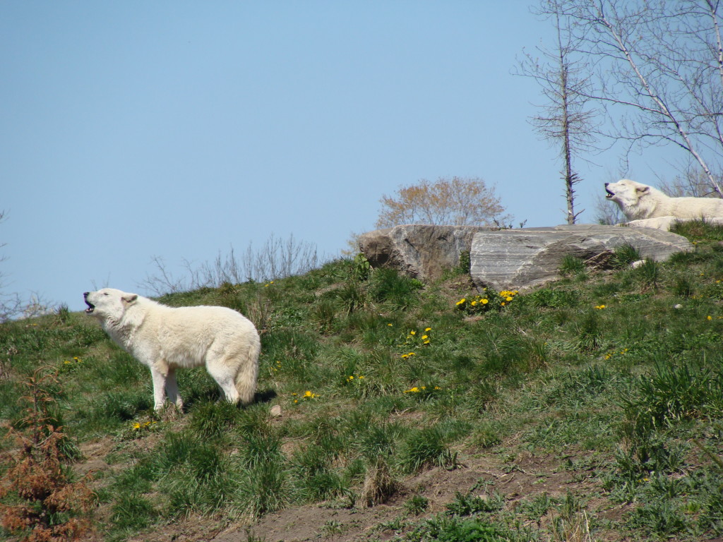 Two Arctic Wolves at the Toronto Zoo get vocal.